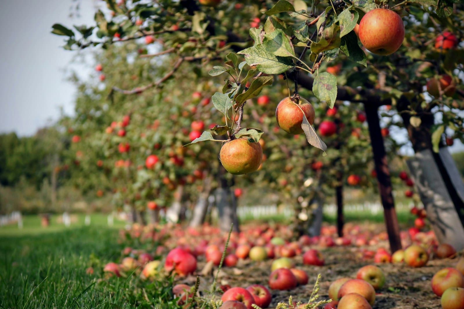 Stone fruit, citrus and berries from trusted orchards.