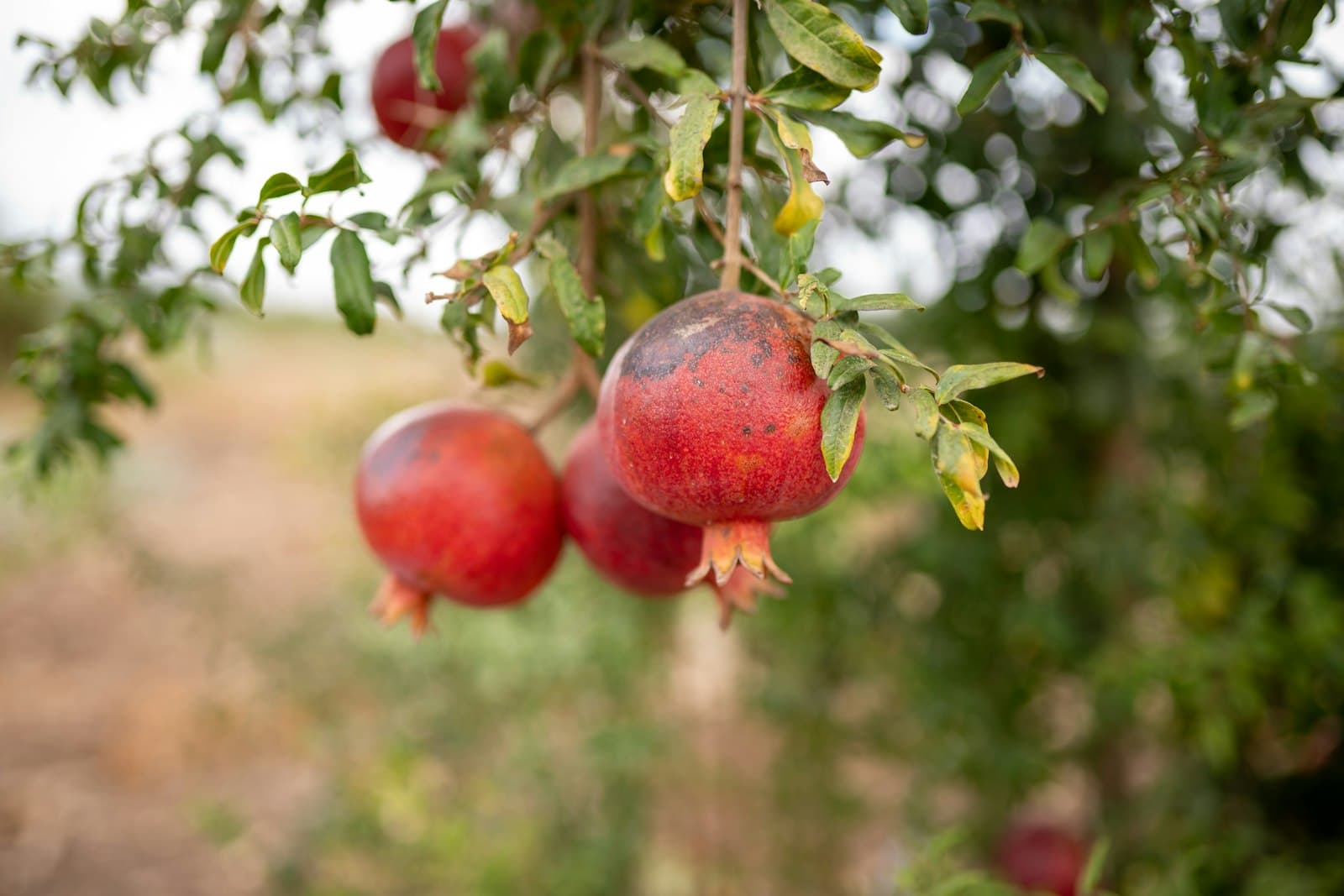 red pomegranates on the tree