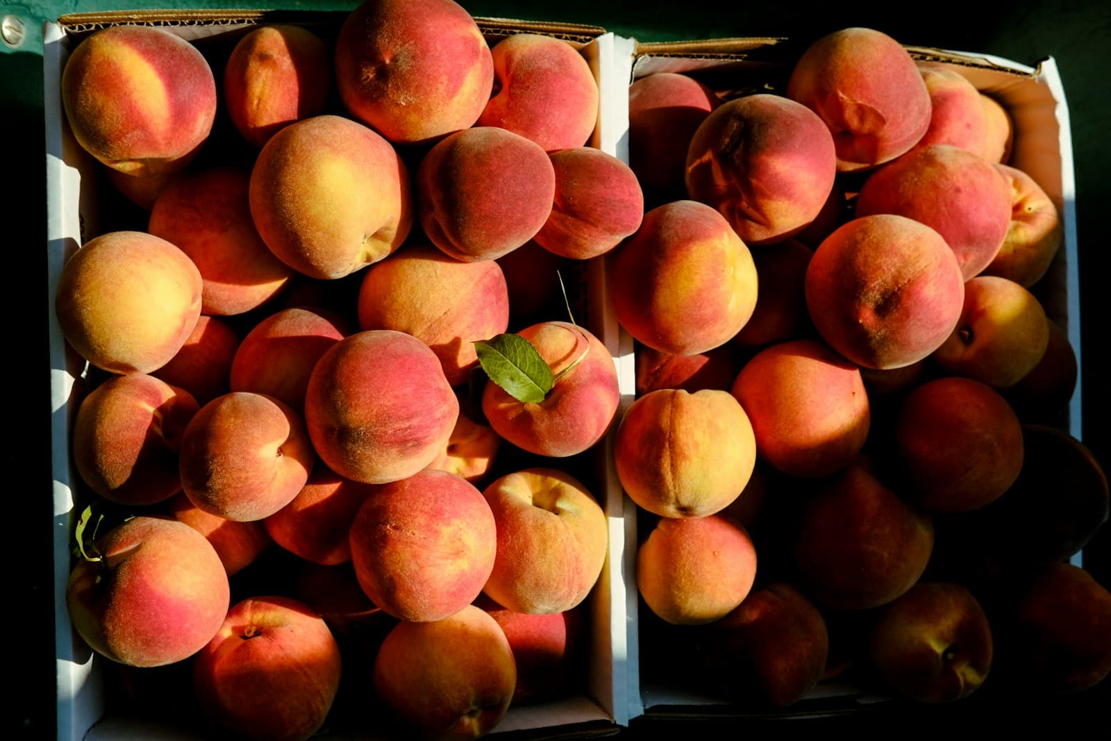 stone fruit variety