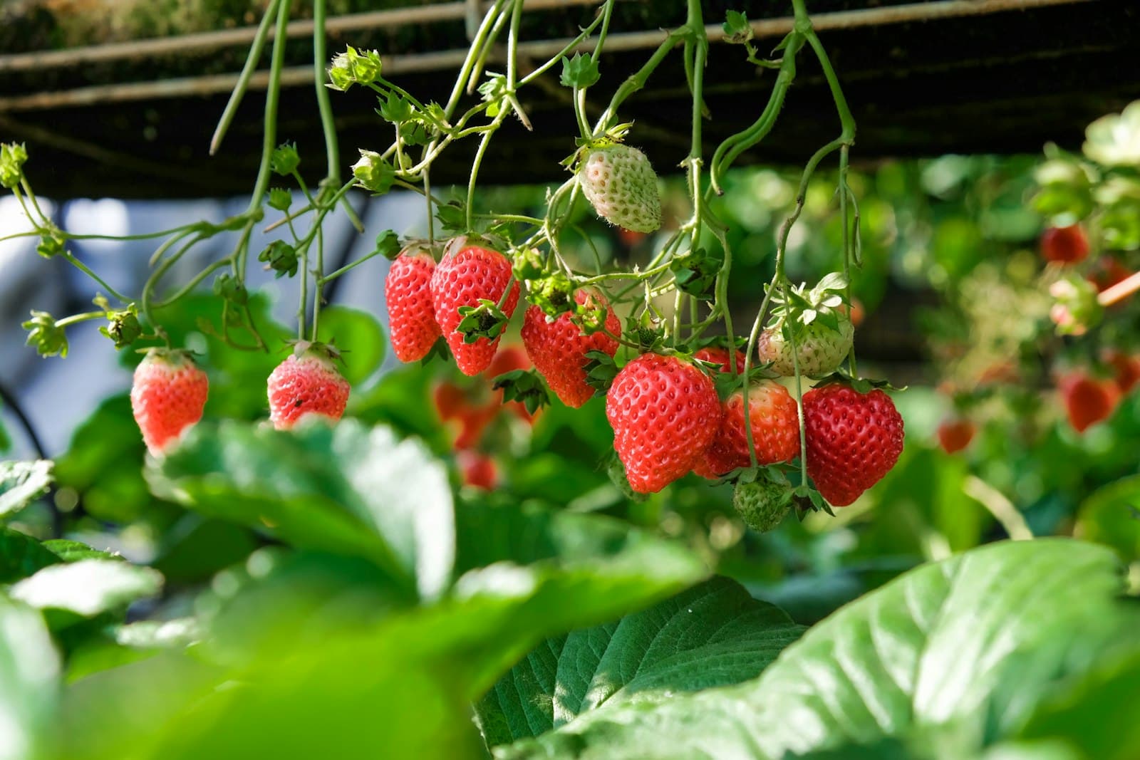 strawberries in the field