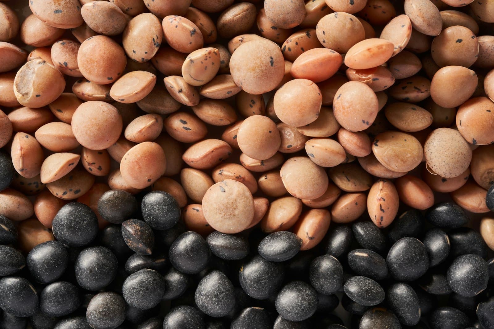 lentil field