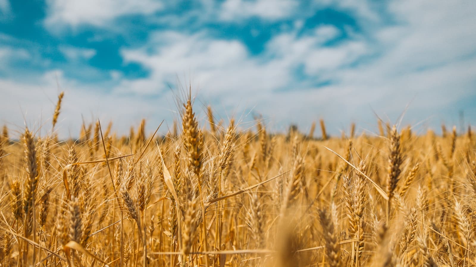 Cereals, pulses and staples sourced at scale, year-round.