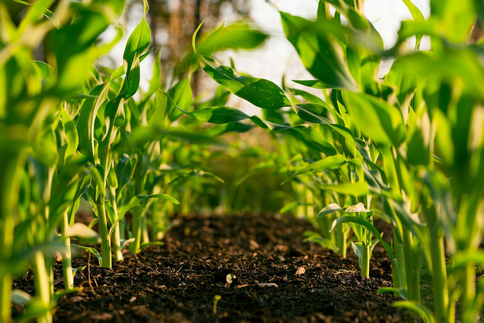 Certified-organic lines grown to the strictest standards.