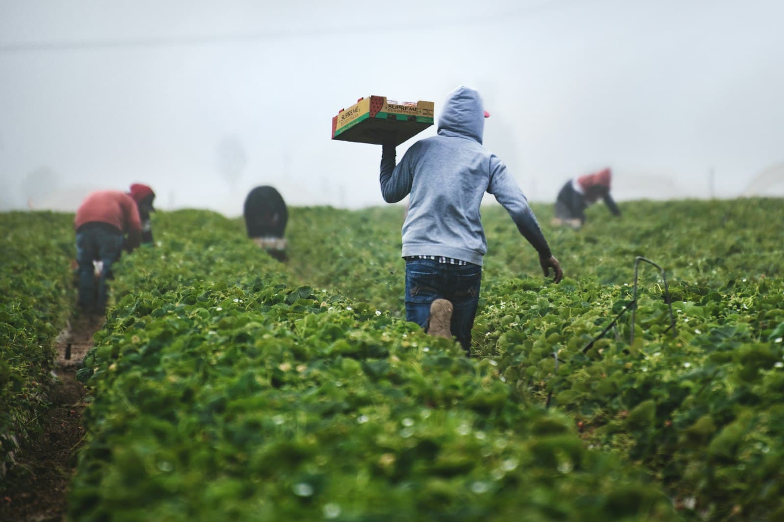 certified-organic farming operation