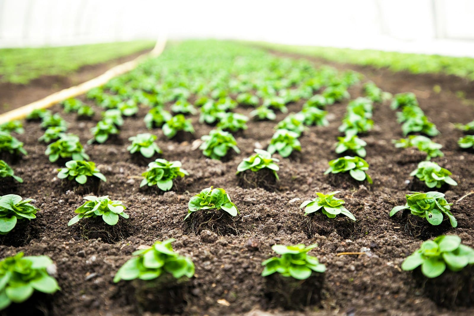 organic vegetable cultivation