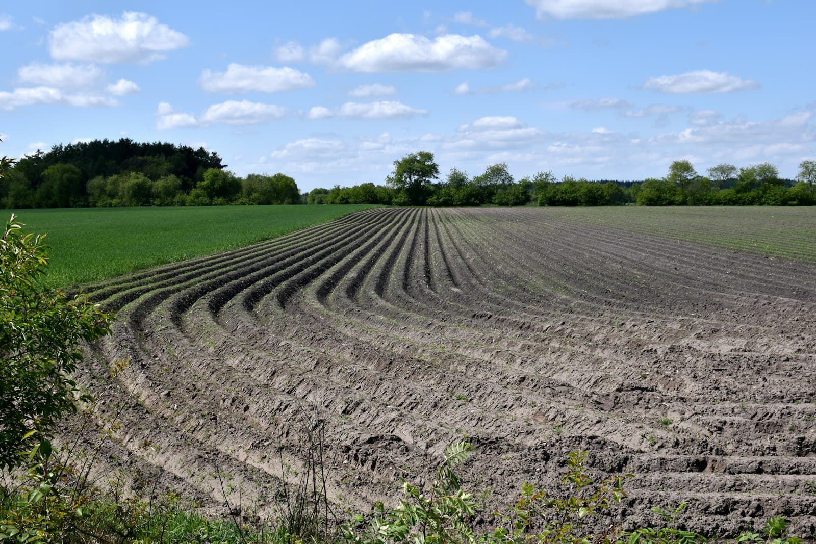 soil-first row crops