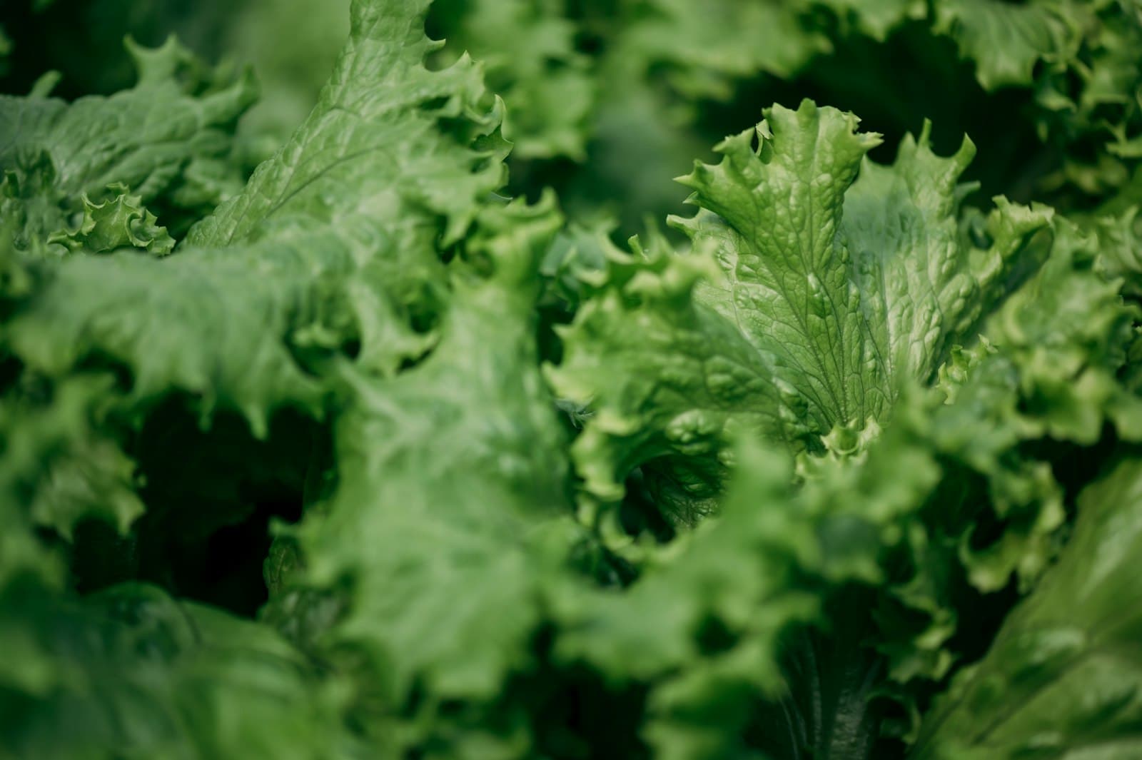 organic greens close-up