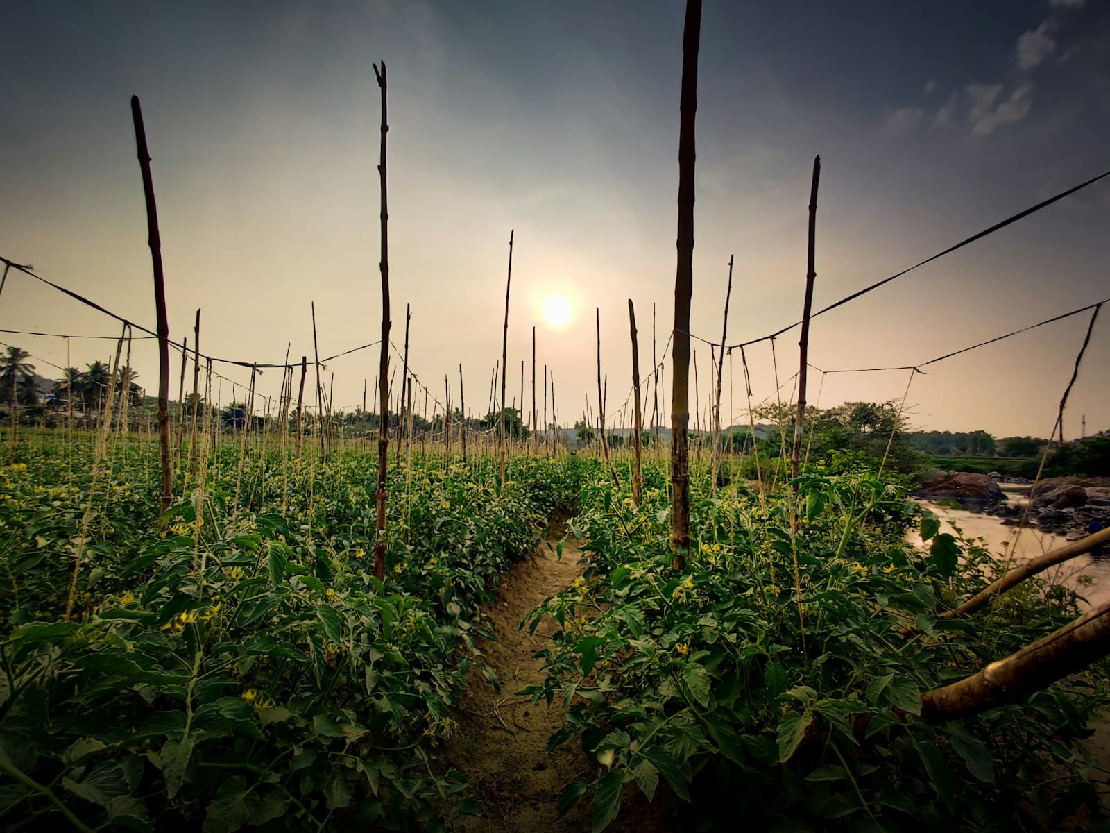 tomato plants growing in field