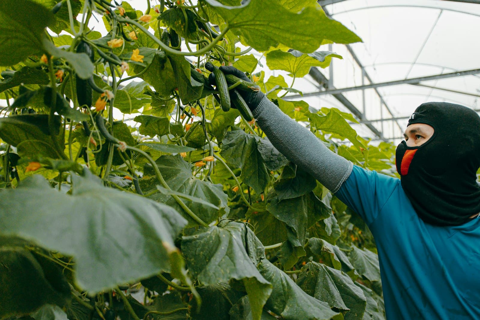 Leafy greens, roots and field crops harvested to order.