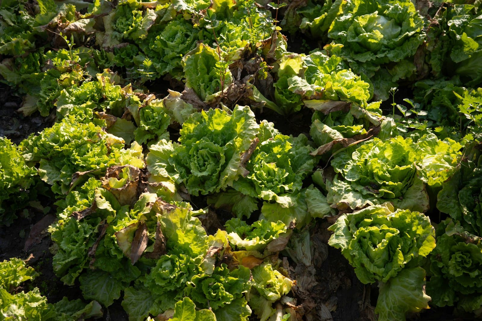 leafy greens harvest